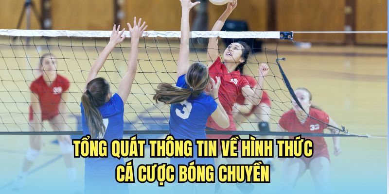 Tổng quan về cá cược bóng chuyền trên 1xbet: Giới thiệu và đánh giá